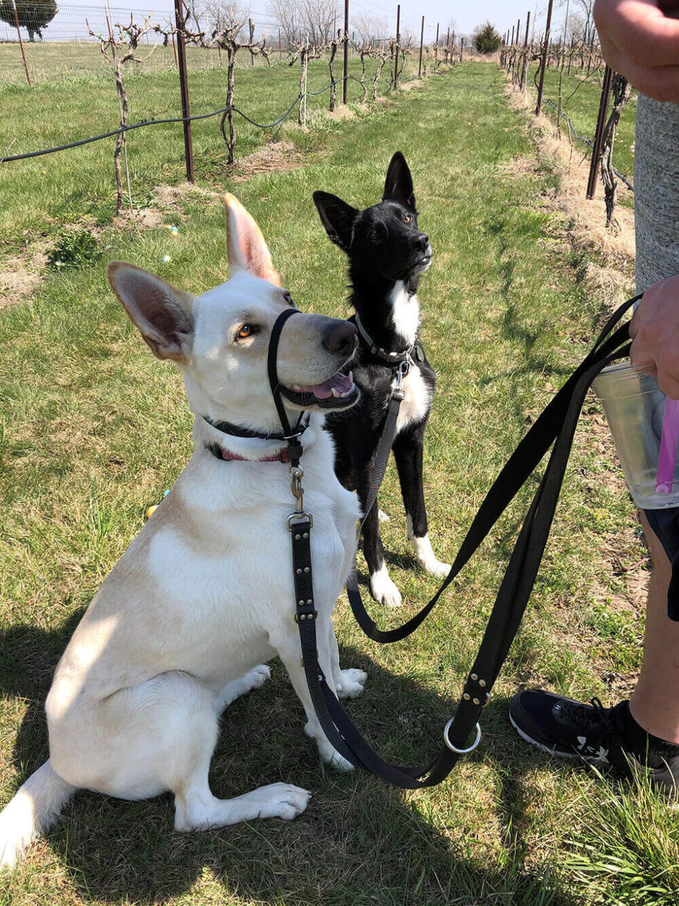 About Winchester Pet Care Vet In Olathe, KS 80206