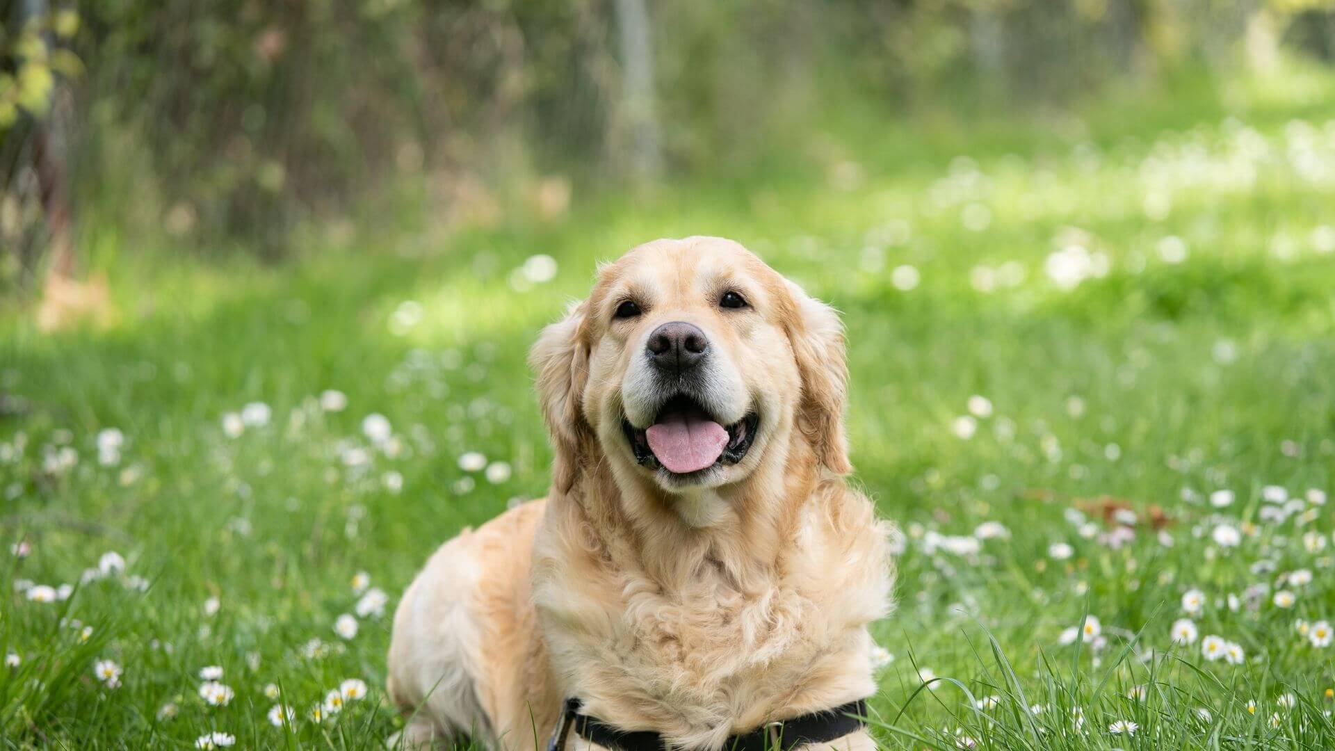 About Winchester Pet Care Vet In Olathe, KS 80206