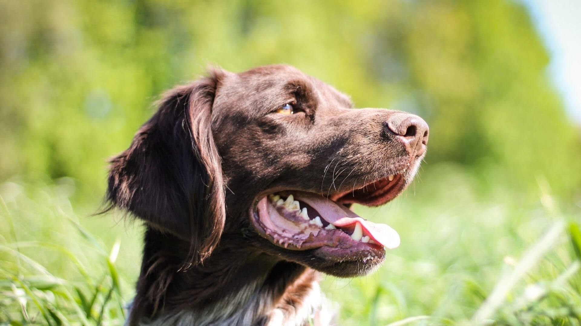 Pet Laser Therapy In Olathe, KS 80206 Winchester Pet Care