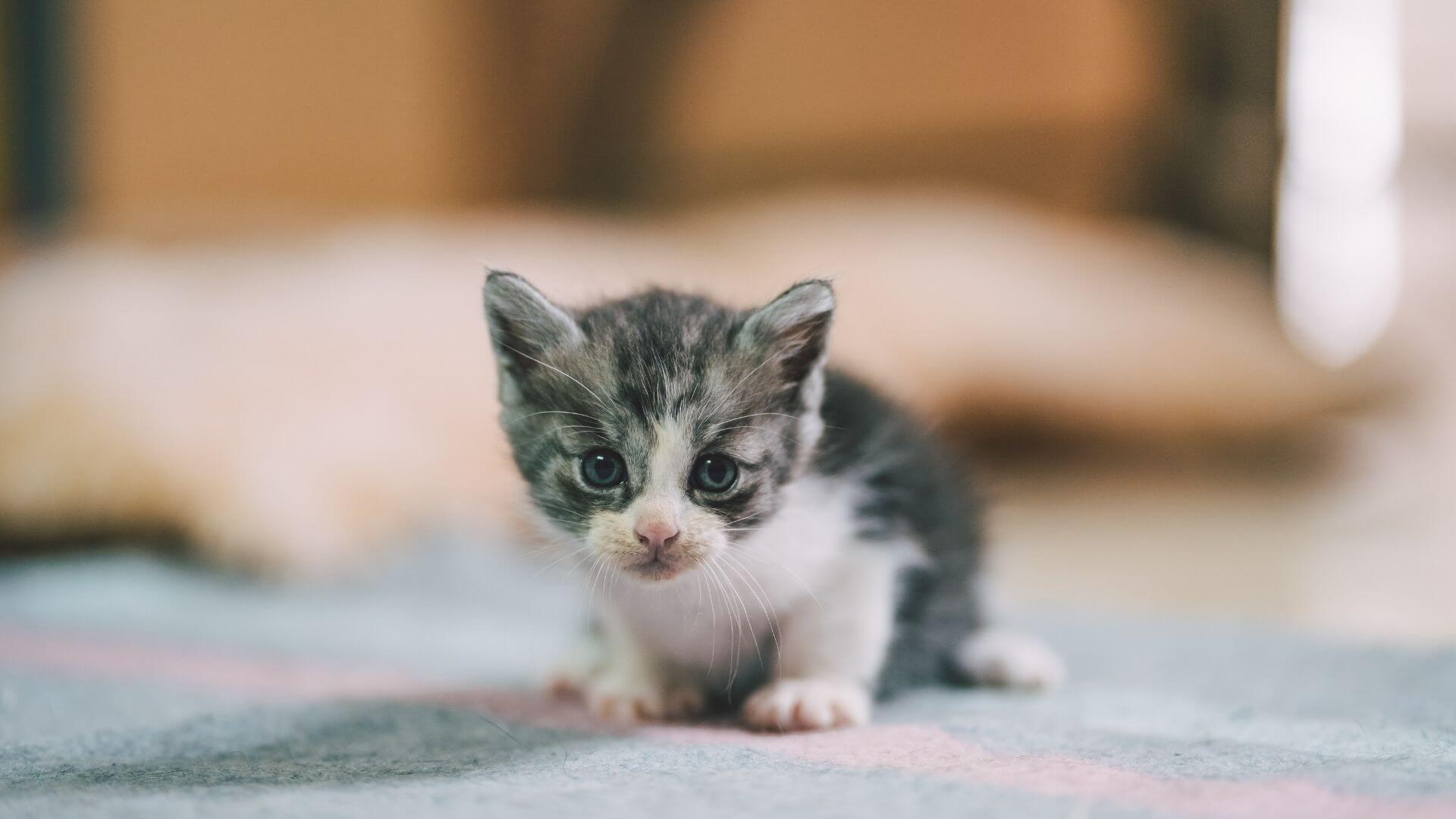 Winchester Pet Care Gallery Vet Clinic In Olathe, KS 80206