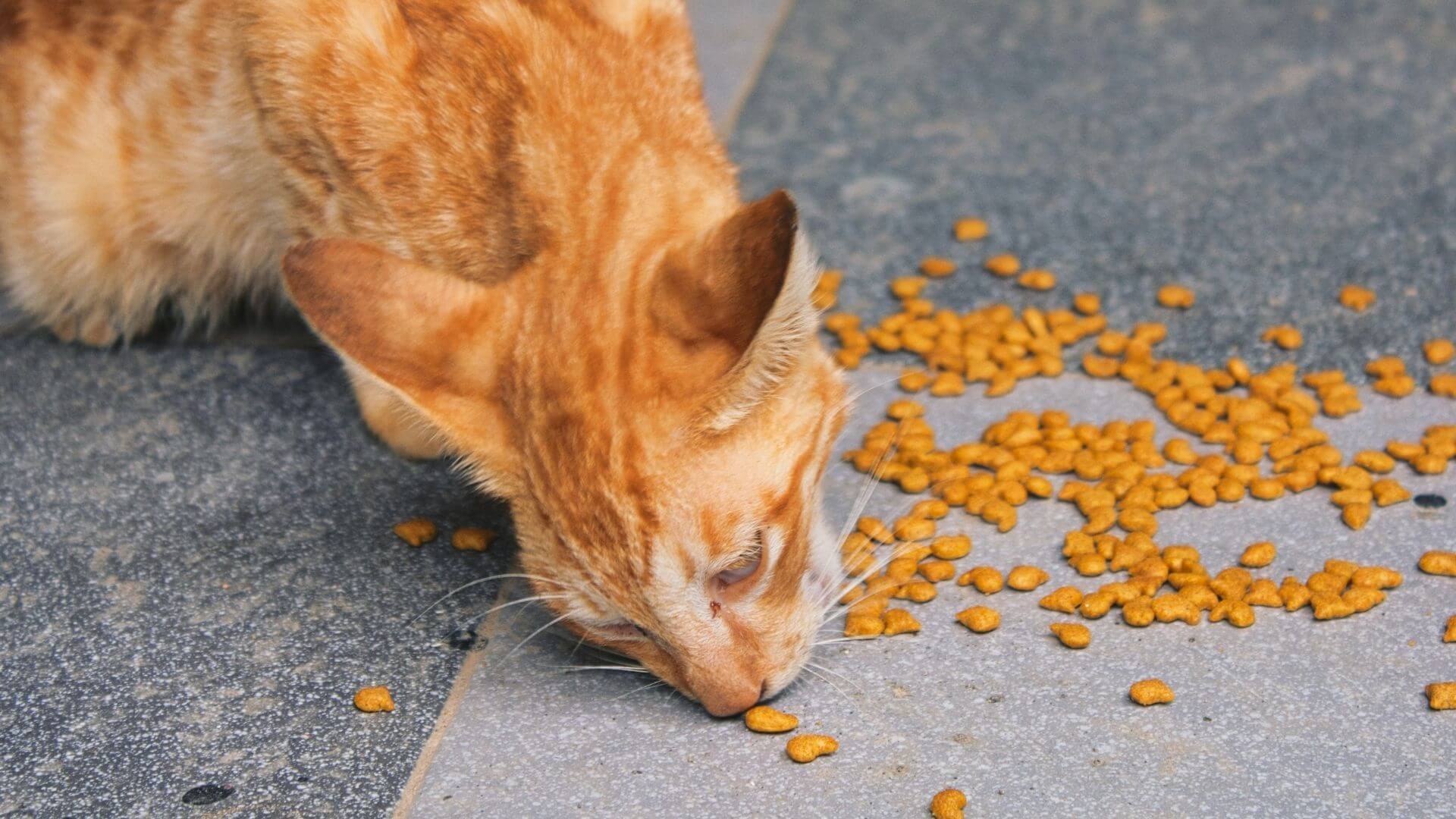 Pet Nutrition In Olathe, KS 80206 Winchester Pet Care