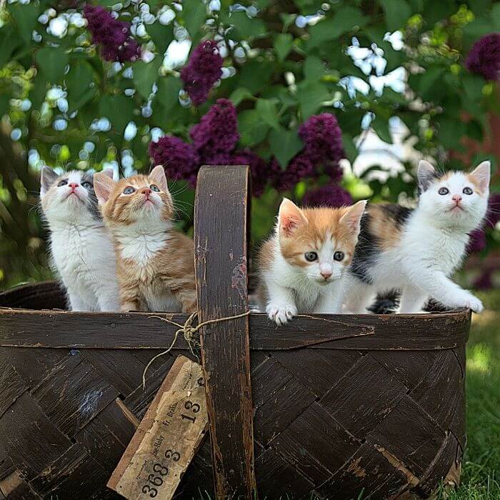 Litter of Kittens