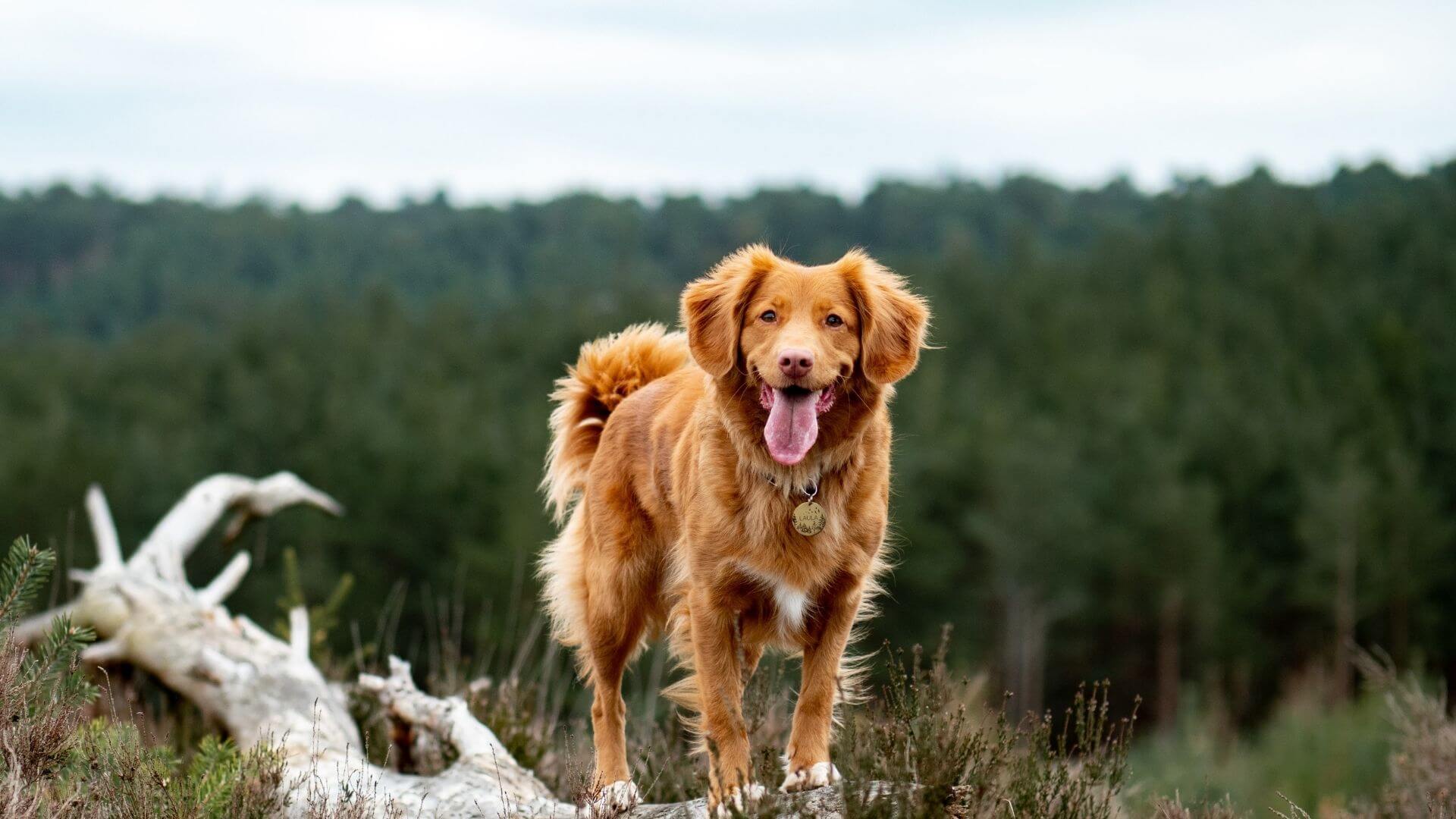 Olathe, KS 80206 Veterinary Reviews Winchester Pet Care