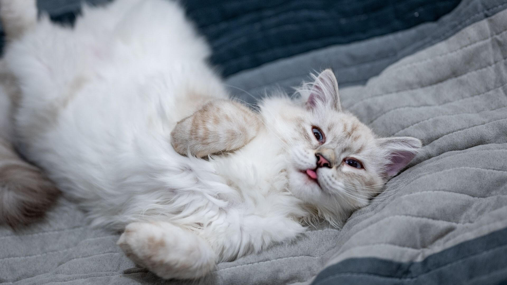 Pet Spay/Neuter In Olathe, KS 80206 Winchester Pet Care