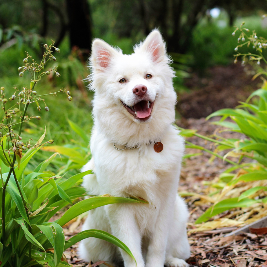 Dog Taking in the Sun